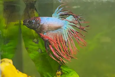 Gorgeous 1 Year Old Blue, Red & Turquoise Betta Fish, View more