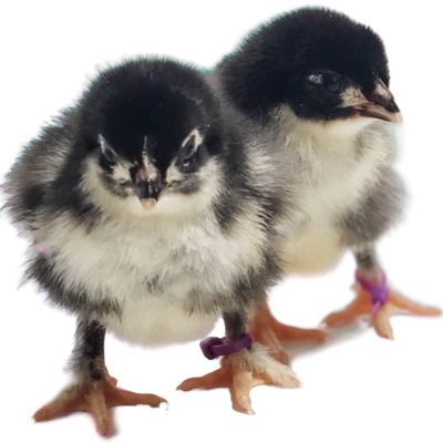 French Black Copper Marans chicks, View more