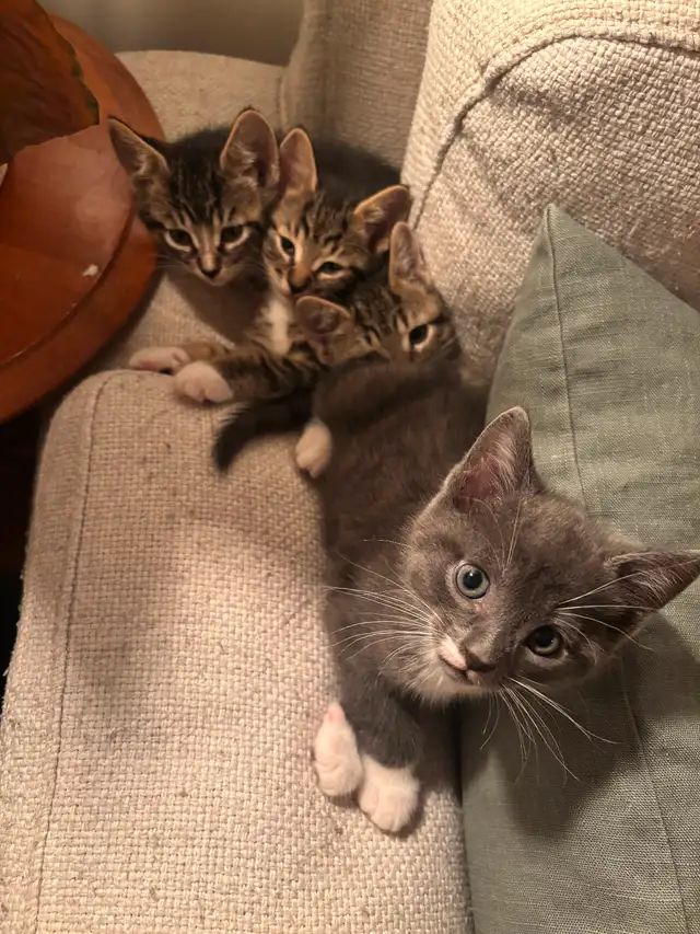 Chatons cherchent familles in Cats & Kittens for Rehoming in Trois-Rivières - Image 8
