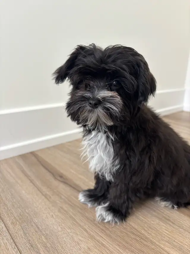 morkies male in Dogs & Puppies for Rehoming in Gatineau - Image 11