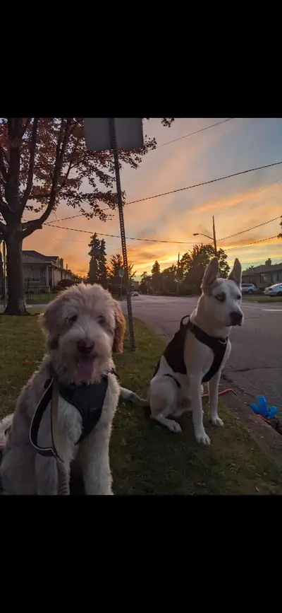 Dog Walking / Check Ins, View more