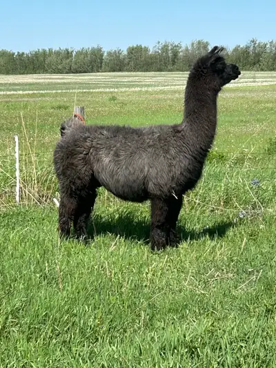 Female guard llama (exposed ), View more