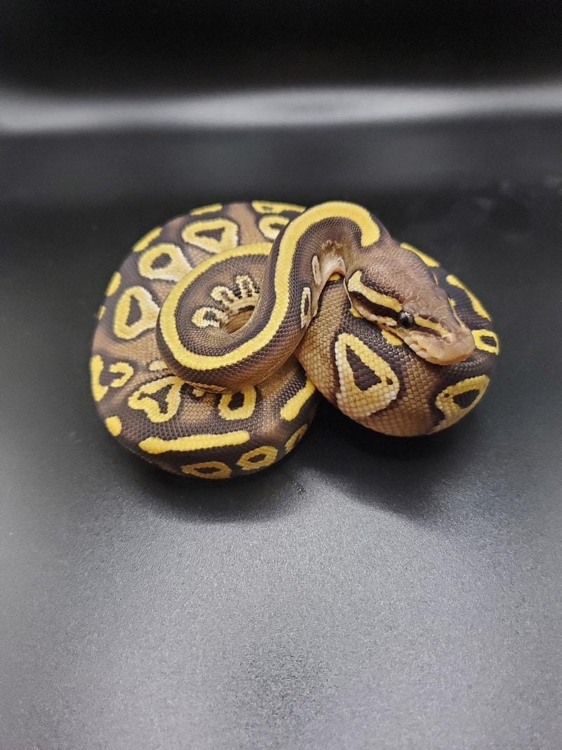 2023 Pied clutch and Het Pied Reptiles & Amphibians for Rehoming