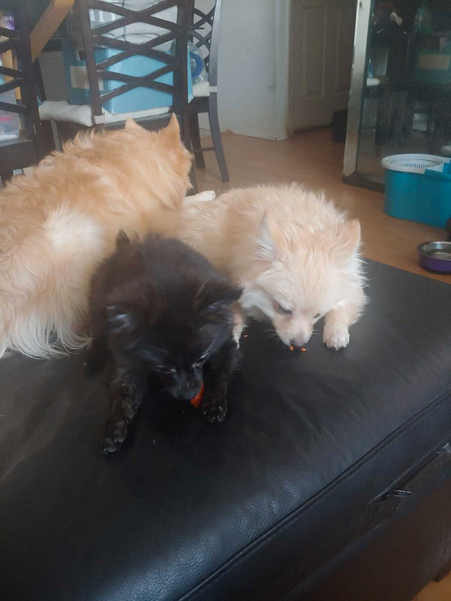 Selling my two Pomeranian female puppies  in Dogs & Puppies for Rehoming in Mississauga / Peel Region - Image 3