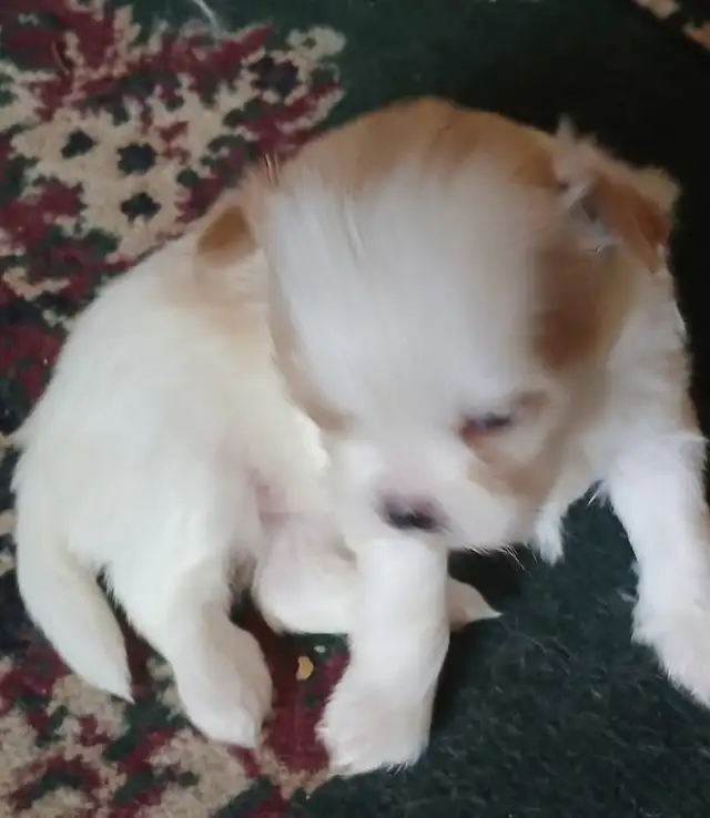 Shih tzu puppies  born on February 3 in Dogs & Puppies for Rehoming in Norfolk County - Image 5