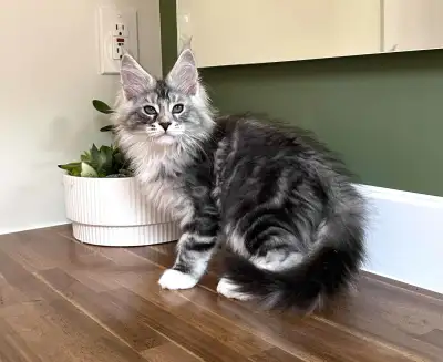 Silver main coon kitten, boy, View more