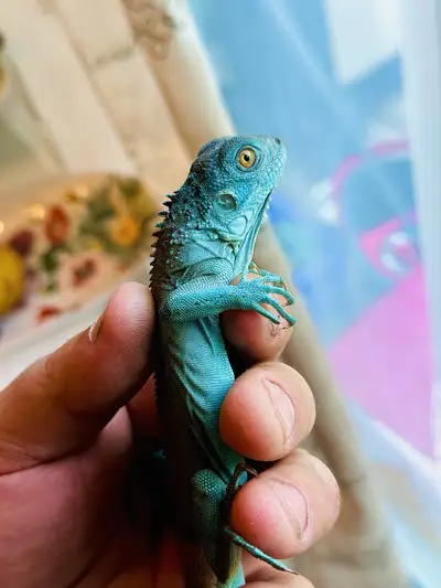 blue iguana male, View more