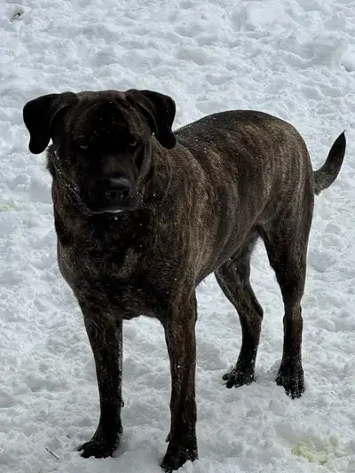 Maverick , View more