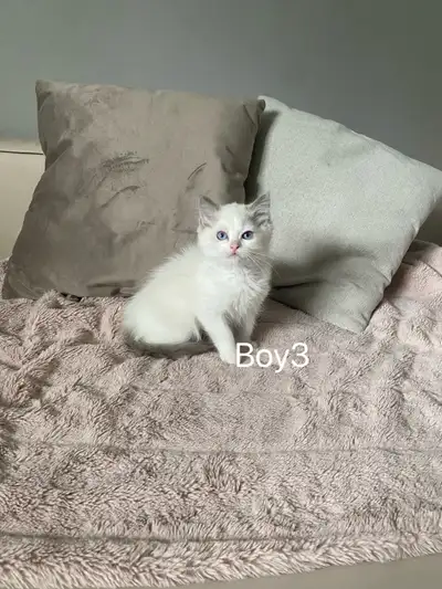 Tica Male Ragdoll chaton, View more