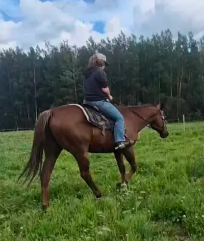 Does Your Granny Want To Ride? Granny Or Kids Horse, View more