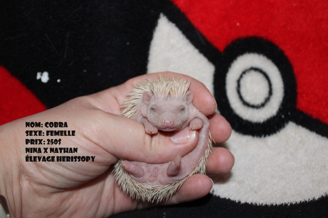 Bébés hérissons prêts en mi-avril! dans Petits animaux à adopter  à Ville de Québec - Image 3