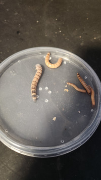 Superworms for Sale!