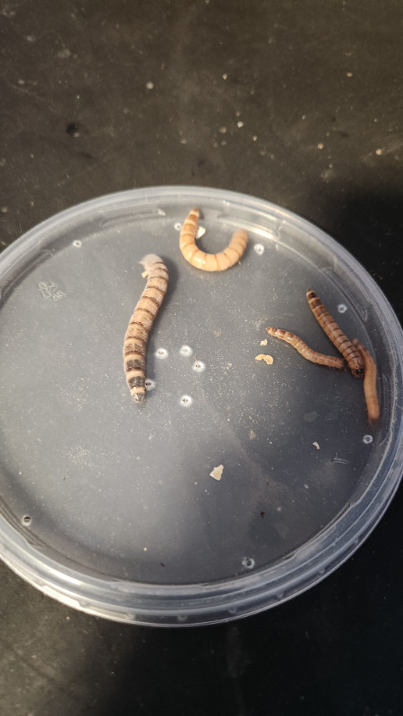 Superworms for Sale! in Other in Thompson