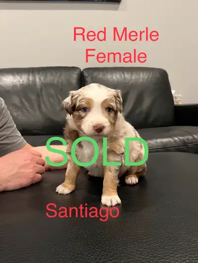 Vivid Aussies 2025 Puppies are sold Next litter beginning of 2026. Rory Red Tri Female - Blue eye SO...