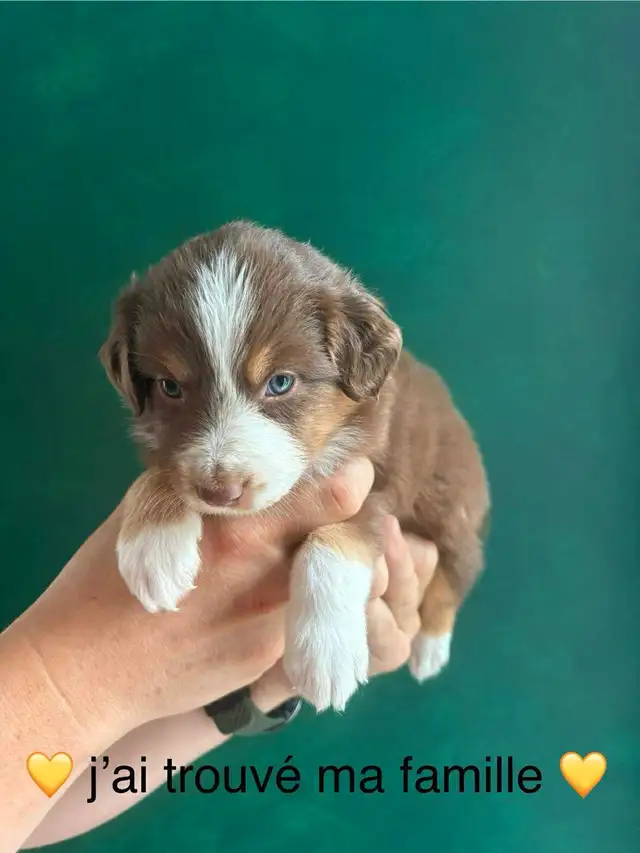 Superbe Portée de Chiots Berger Australien in Dogs & Puppies for Rehoming in Longueuil / South Shore - Image 4