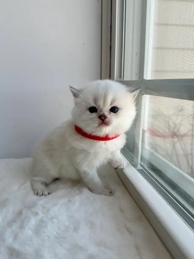 CCA &amp; CFA Registered Cattery — Rehoming BSH Kittens