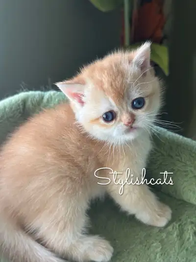 British shorthair By12 09 61 DBE UNIQUE, View more