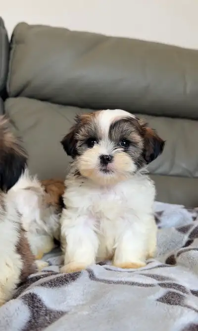 TOY malshi (Maltese x shihtzu) puppies Chiots, View more