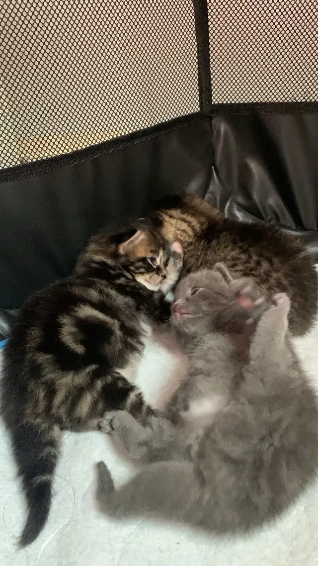 Adorable Kittens in Cats & Kittens for Rehoming in City of Montréal - Image 7