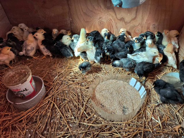 Chicks for sale  in Other in Oakville / Halton Region - Image 2