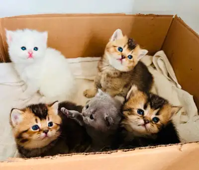 We have 1 adorable purebred British Shorthair kitten, 2 months old and ready to join loving families...