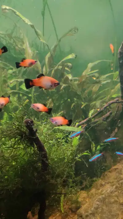 Rainbow Platy for sale, View more