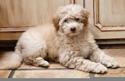 Goldendoodle miniature/moyen, View more