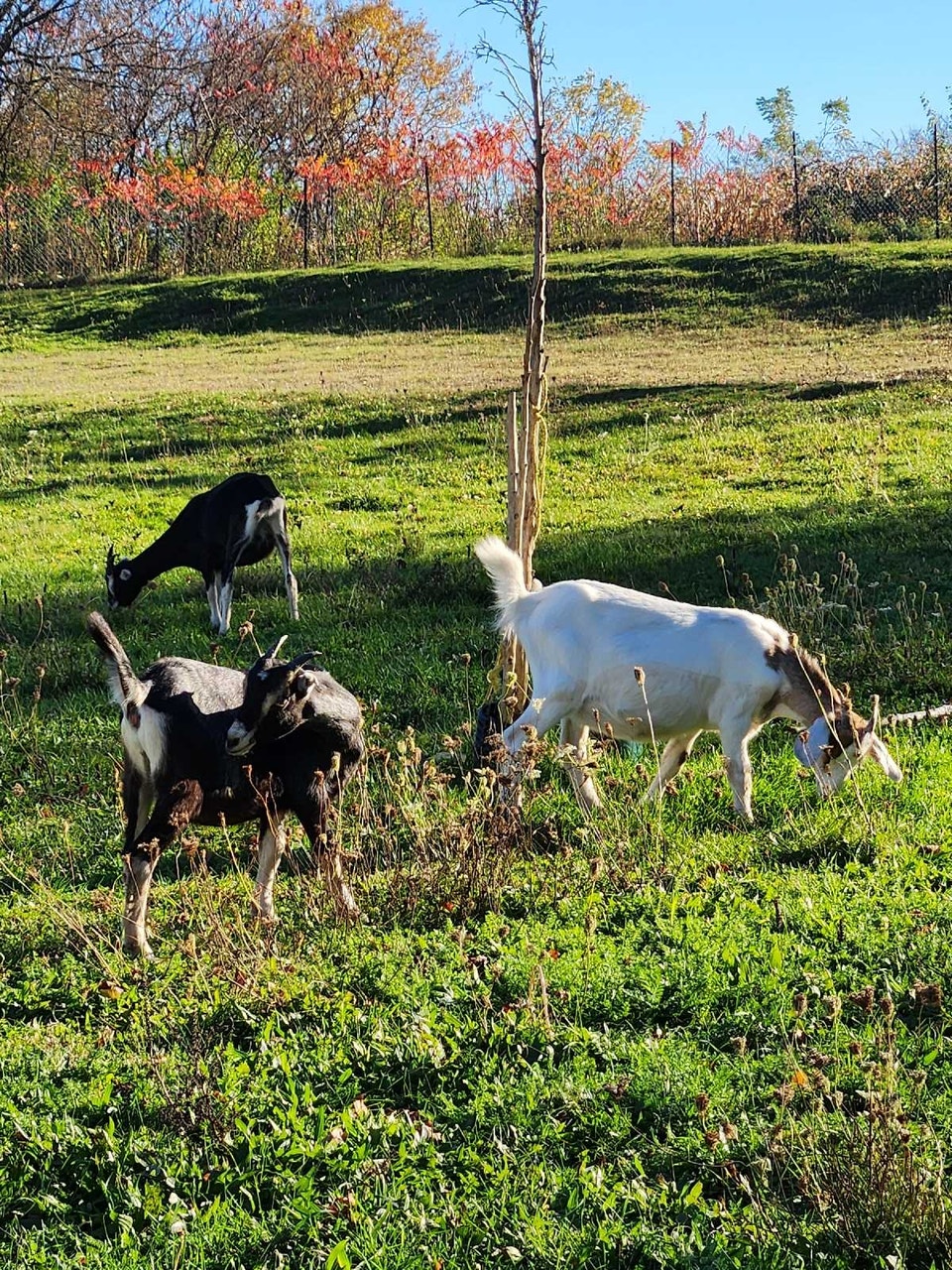 GOAT GOATS GOATS (MEAT AND DAIRY) FEMALES AND MALE ) | Livestock ...