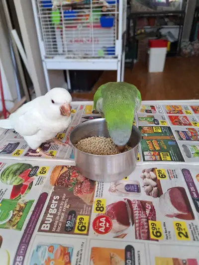 Quaker pair for adoption as pet birds parrot parakeets for home, View more