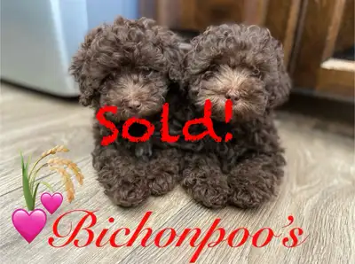 Adorable Bichonpoo’s!♥️, View more