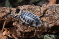 Regina's best Isopods and Springtails for sale