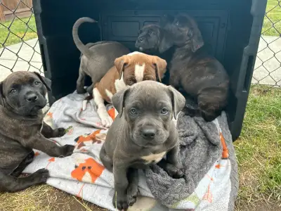 puppies msg for details, View more