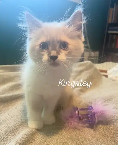 Purebred Ragdoll Kittens  , View more