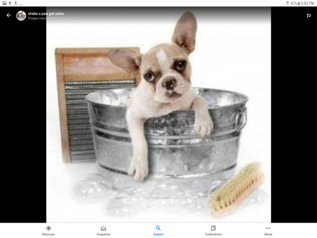 DOG GROOMING ...appointments available... short notice in Animal & Pet Services in Kingston