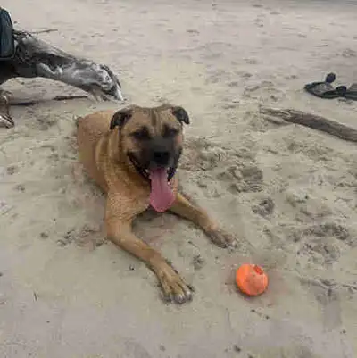 Looking for forever home, View more