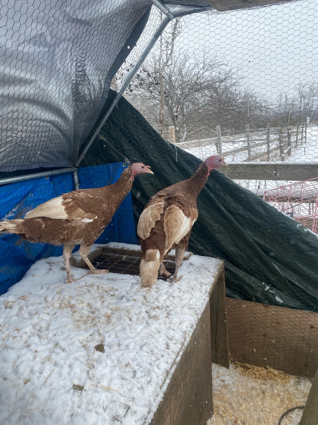  Bourbon Red turkey (toms)  in Livestock in Peterborough - Image 2