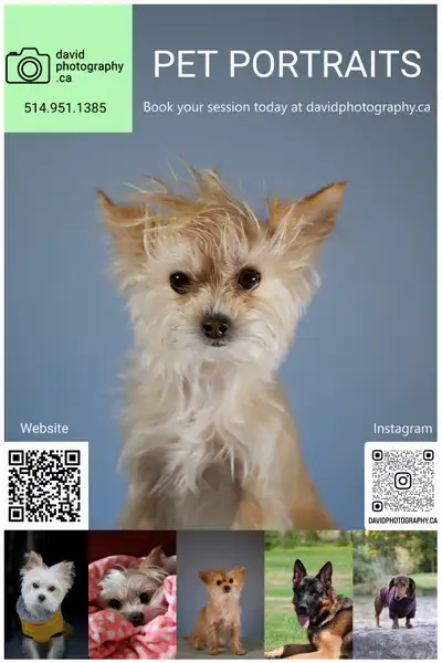 Toronto Pet Photography – Professional Pet Portrait Sessions , View more