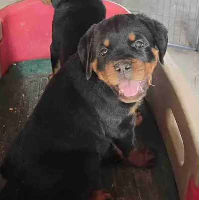 CKC Registered Female Rottweiler Puppy, View more