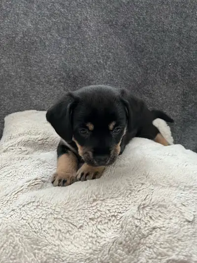 petit chiot à vendre, View more