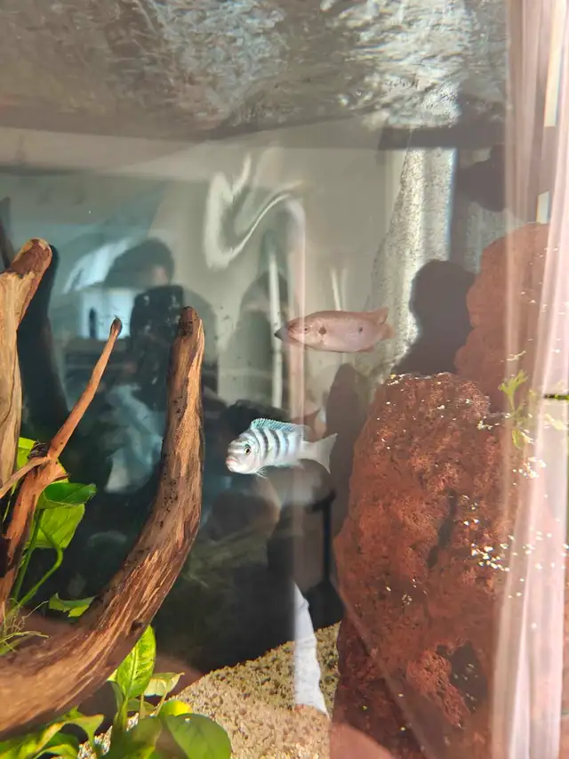 African ciclids for sale in Fish for Rehoming in Oshawa / Durham Region - Image 3