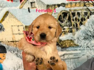 ** Chiot golden retriever ** 1 M et 2 F prêt a quitter, View more