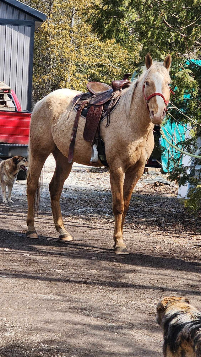 palomino appaloosa gelding  in Horses & Ponies for Rehoming in Sudbury