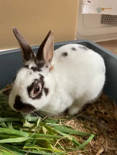 This adorable dwarf bunny is looking for a new, loving home! With its charming spots and sweet demea...
