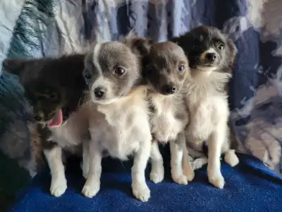 tiny chihuahua babies, View more