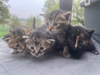 Kittens - microchipped, first shots, pet insurance 