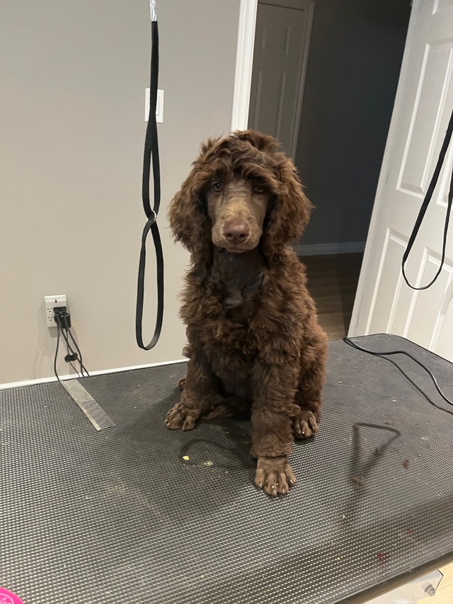 Housebroken Standard Poodle Puppies Purebred Price Negotiable Dogs