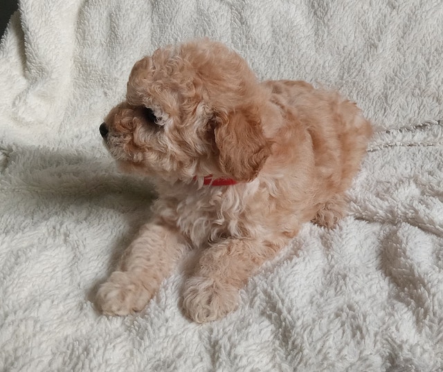 Toy/Miniature Poodle Dogs & Puppies for Rehoming Vancouver Kijiji