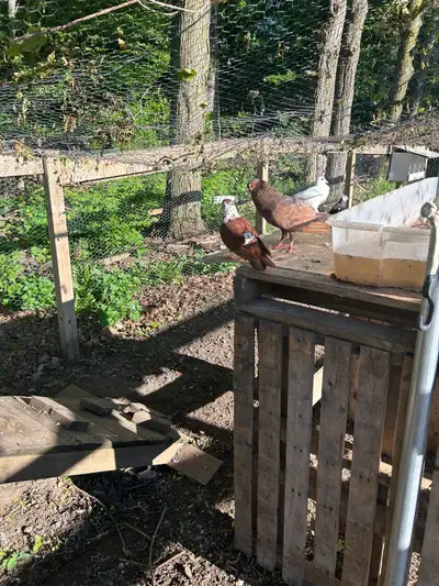  Pigeon for sale , View more
