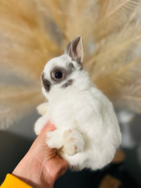 Bébé lapins (nain néerlandais)- ❤️pure race❤️femelle 