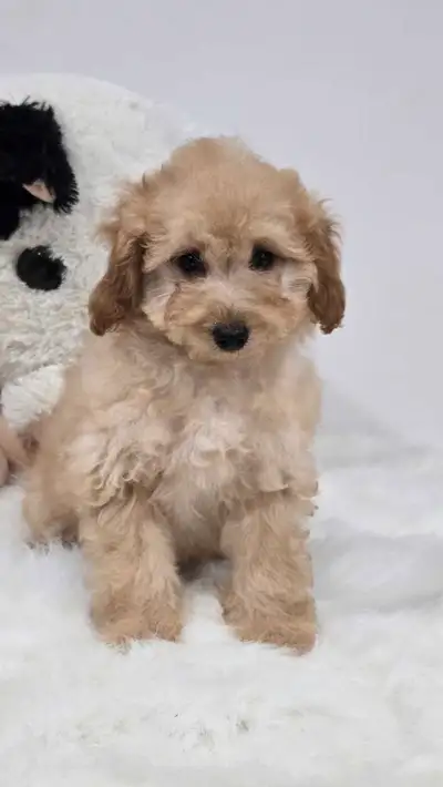 Maltipoo Puppies available., View more